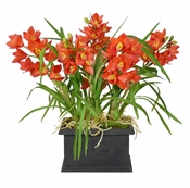 Cymbidium Orchids in Rectangular Planter 31" Tall Orange