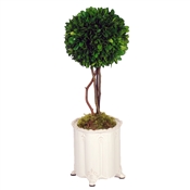 Boxwood Topiary in White Canister Vase 12"