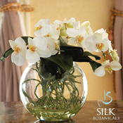 Orchid Phalaenopsis in Pot 11" White
