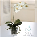 Phalaenopsis Ochids in Glass Pot Vase 12 in. white