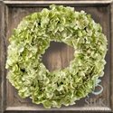 Wreath Dried Hydrangea 24" Light Green/Green