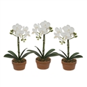 Potted Mini Vanda Orchids 11" Set of 3