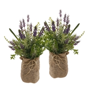 Muscari Lavender Bundles in Burlap 12" Set of 6