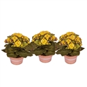 Potted Mini Kalanchoe 8" Gold Set of 3