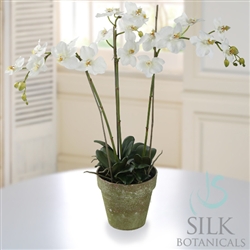 Silk Orchid P91667-WH white in terracotta pot